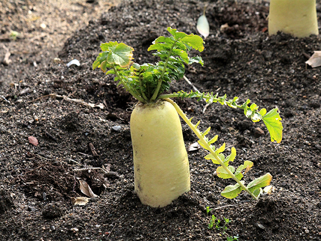 自家菜園で収穫できる野菜（6月～8月）
